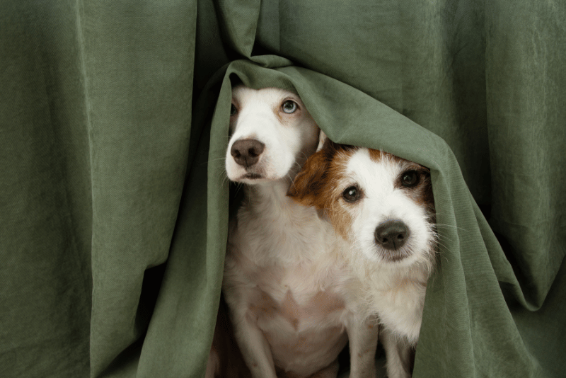 Dog care image for Separation Anxiety Screening Tool