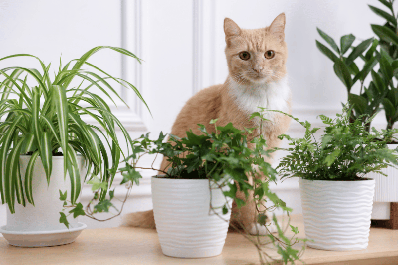 Pet care image for Toxic and Non-Toxic Plants