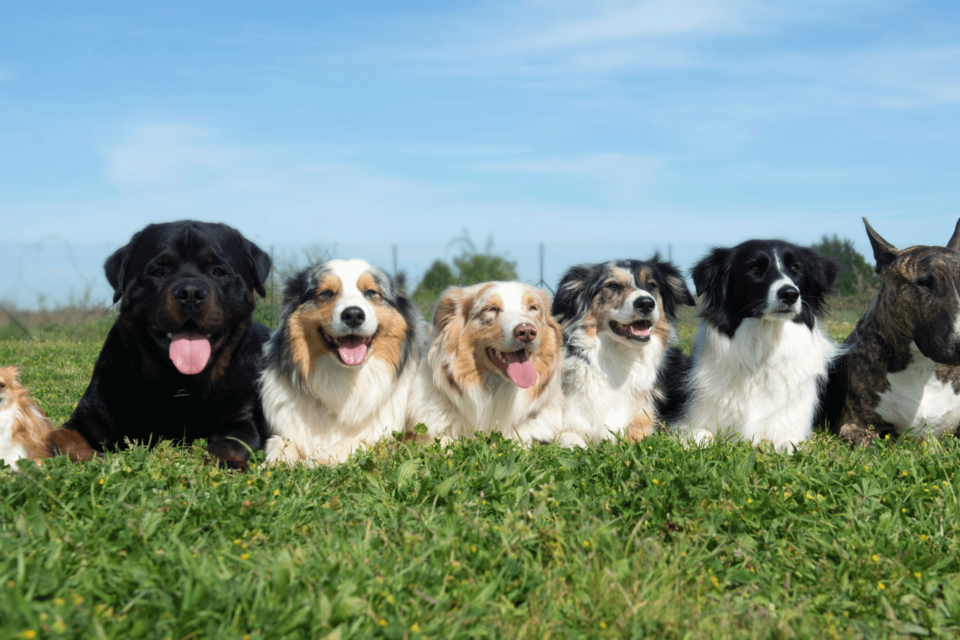 Dog care image for Body Condition Score in Dogs
